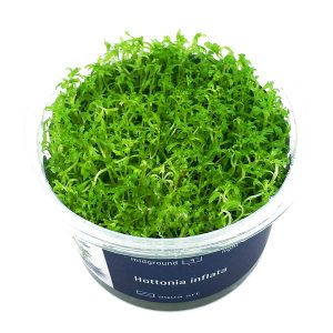 Eco Plant - Hottonia Inflata - Roślina invitro mały kubek sklep akwarystyczny śląsk