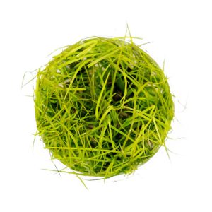 Eco Plant - Juncus Repens - InVitro mały kubek sklep akwarystyczny śląsk