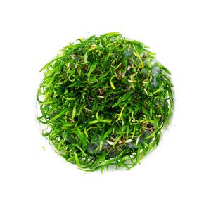Eco Plant - Lilaeopsis Brasiliensis - InVitro mały kubek sklep akwarystyczny śląsk