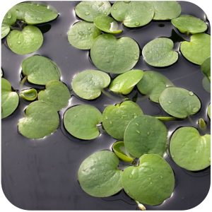 Eco Plant Limnobium Spongia - roślina pływająca sklep akwarystyczny śląsk