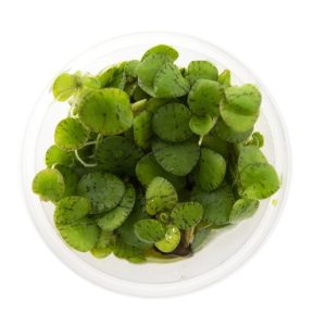 Eco Plant - Limnobium laevigatum - roślina invitro mały kubek sklep akwarystyczny śląsk