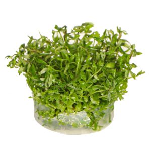 Eco Plant - Limnophila Scrophulariaceae - invitro mały kubek sklep akwarystyczny śląsk