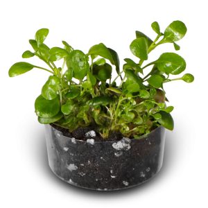 Eco Plant Lobelia Cardinalis 'mini' - roślina invitro 2 sztuki sklep akwarystyczny śląsk