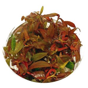 Eco Plant - Ludwigia Dark Orange - Invitro mały kubek sklep akwarystyczny śląsk