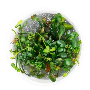Eco Plant - Marsilea Hirsuta - roślina invitro mały kubek sklep akwarystyczny śląsk