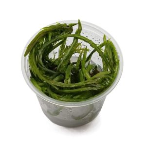 Eco Plant - Mayaca fluviatilis 'Bog Moss'  - InVitro mały kubek sklep akwarystyczny śląsk