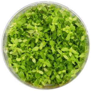 Eco Plant - Micranthemum Monte Carlo - InVitro mały kubek sklep akwarystyczny śląsk