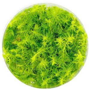 Eco Plant Myriophyllum Aquaticum - Invitro mały kubek sklep akwarystyczny śląsk