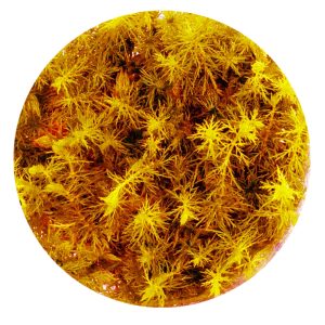 Eco Plant - Myriophyllum Mattogrossense RED- Invitro mały kubek sklep akwarystyczny śląsk