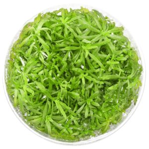 Eco Plant - Pogostemon Yatabeanus - InVitro mały kubek sklep akwarystyczny śląsk