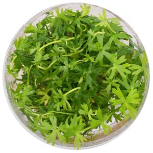 Eco Plant - Ranunculus papulentus - InVitro mały kubek sklep akwarystyczny śląsk