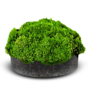 Eco Plant Riccia Fluitans - roślina invitro duży kubek sklep akwarystyczny śląsk