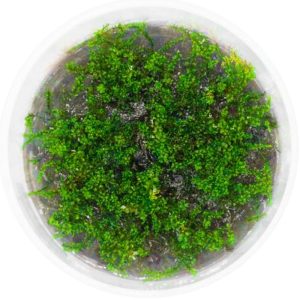 Eco Plant - Rotala Macandra sp.Pearl - InVitro mały kubek sklep akwarystyczny śląsk