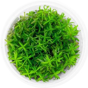 Eco Plant - Rotala Nanjenshan - InVitro mały kubek sklep akwarystyczny śląsk