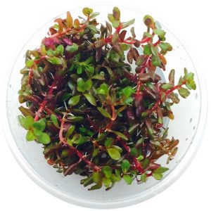 Eco Plant - Rotala Rotundifolia RED - roślina invitro mały kubek sklep akwarystyczny śląsk