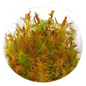 Eco Plant - Rotala Vietnam - InVitro mały kubek sklep akwarystyczny śląsk