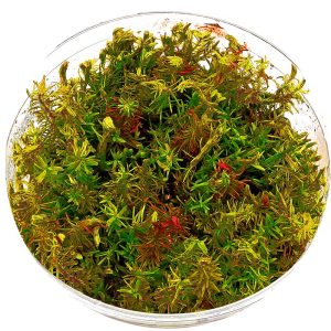 Eco Plant - Rotala Wallichii - InVitro mały kubek sklep akwarystyczny śląsk