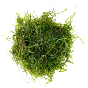 Eco Plant - Spiky Moss - InVitro mały kubek sklep akwarystyczny śląsk