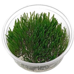 Eco Plant - Taxiphyllum sp. 'Spiky Moss' - InVitro mały kubek sklep akwarystyczny śląsk
