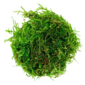 Eco Plant - Weeping Moss - InVitro mały kubek sklep akwarystyczny śląsk