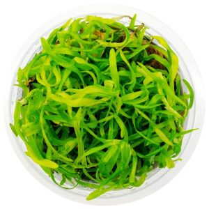 Eco Plant - roślina Invitro kubek mini - heteranthera zosterifolia sklep akwarystyczny śląsk