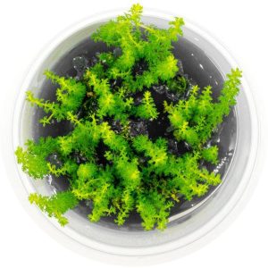 Eco Plant - roślina invitro mini kubek - myriophyllum guyana sklep akwarystyczny śląsk