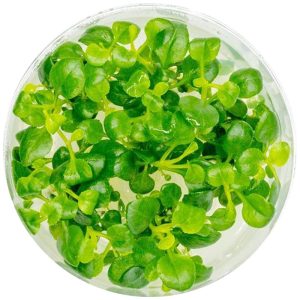 Eco Plant - roślinka invitro mini kubek - Lobelia Mini sklep akwarystyczny śląsk