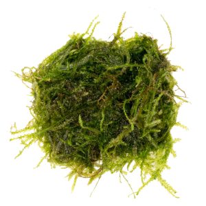 Eco Spiky Moss - roślina invitro 20 sztuk sklep akwarystyczny śląsk