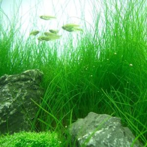Eleocharis Acicularis Kubek 5cm In Vitro Piękna sklep akwarystyczny śląsk