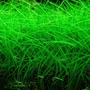 Eleocharis Parvula Sitowie PORCJA 40 sadzonek In Vitro sklep akwarystyczny śląsk