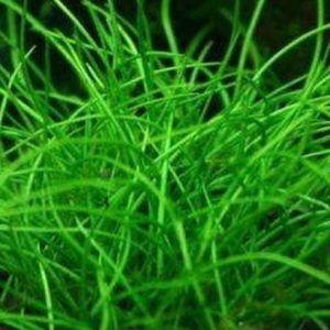 Eleocharis Pusilla Ponikło PORCJA 20 sadzonek In vitro sklep akwarystyczny śląsk