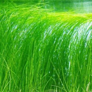 Eleocharis Vivipara Ponikło Żyworodne Kubek 5cm in vitro sklep akwarystyczny śląsk