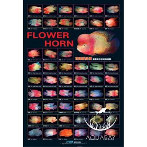 Flower Horn Poster (AZ90142)
