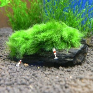 Gałęzatka Cladophora Na Lignicie 1szt sklep akwarystyczny śląsk