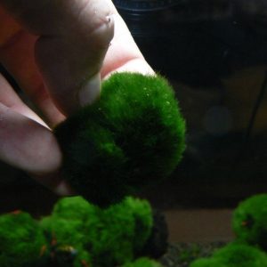 Gałęzatka Kulista Mała Cladophora 1-3 Cm sklep akwarystyczny śląsk
