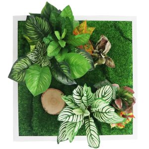 Garden Point - Bello Horizonte 50x50 - ogród ścienny 3D sklep akwarystyczny śląsk