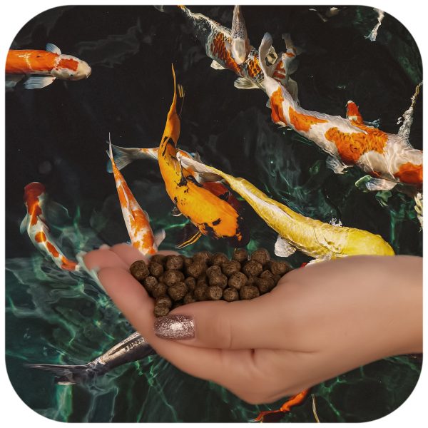 GLOPEX KOI PREMIUM STORFUTTER sklep akwarystyczny / terrarystyczny