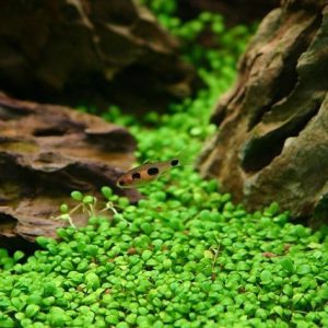 Glossostigma Elatinoides PORCJA 20 sadzonek In vitro sklep akwarystyczny śląsk