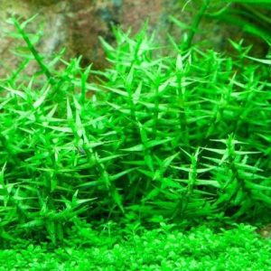 Gratiola Viscidula PORCJA In vitro 15 sadzonek sklep akwarystyczny śląsk