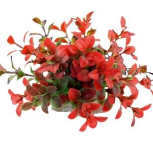 Happet Aquatic Plant - czerwono-zielona roślinka sztuczna 10cm sklep akwarystyczny śląsk