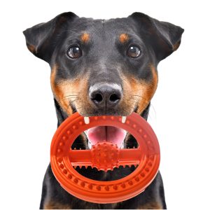 HappyPet Frame Ball - gumowa piłka sklep akwarystyczny śląsk