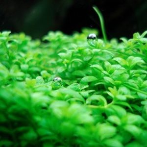 Hemianthus Callitrichoides Cuba Kubek 5cm in vitro sklep akwarystyczny śląsk