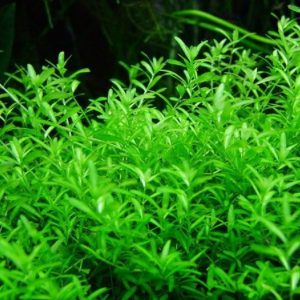 Hemianthus Micranthemoides Porcja 10 sadzonek In Vitro Piękna sklep akwarystyczny śląsk