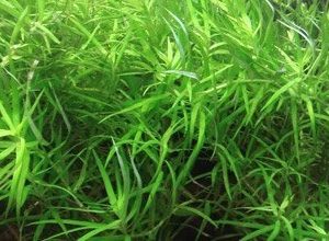 Heteranthera Zosterifolia Kubek 10cm in Vitro Piękna sklep akwarystyczny śląsk
