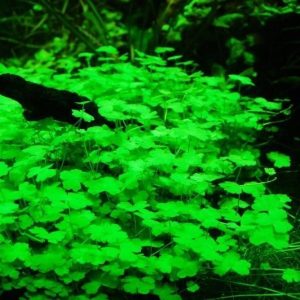 Hydrocotyle Sp Japan Kubek 10cm In Vitro Piękna sklep akwarystyczny śląsk