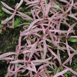 Hygrophila Araguaia PORCJA 3 sadzonki In vitro sklep akwarystyczny śląsk
