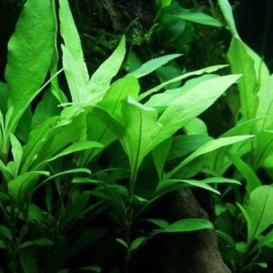 Hygrophila Corymbosa Siamensis 53B Kubek 10cm in vitro Piękna sklep akwarystyczny śląsk