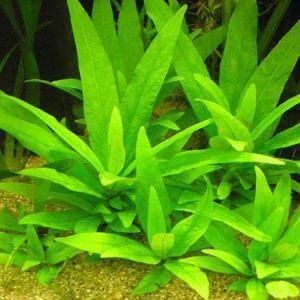 Hygrophila Corymbosa Stricta Kubek 5cm in vitro Piękna sklep akwarystyczny śląsk
