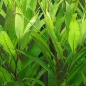 Hygrophila Corymbosa Thailand Kubek 5cm in vitro Piękna sklep akwarystyczny śląsk
