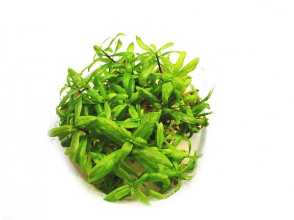 Hygrophila Polysperma Kubek 5cm In vitro